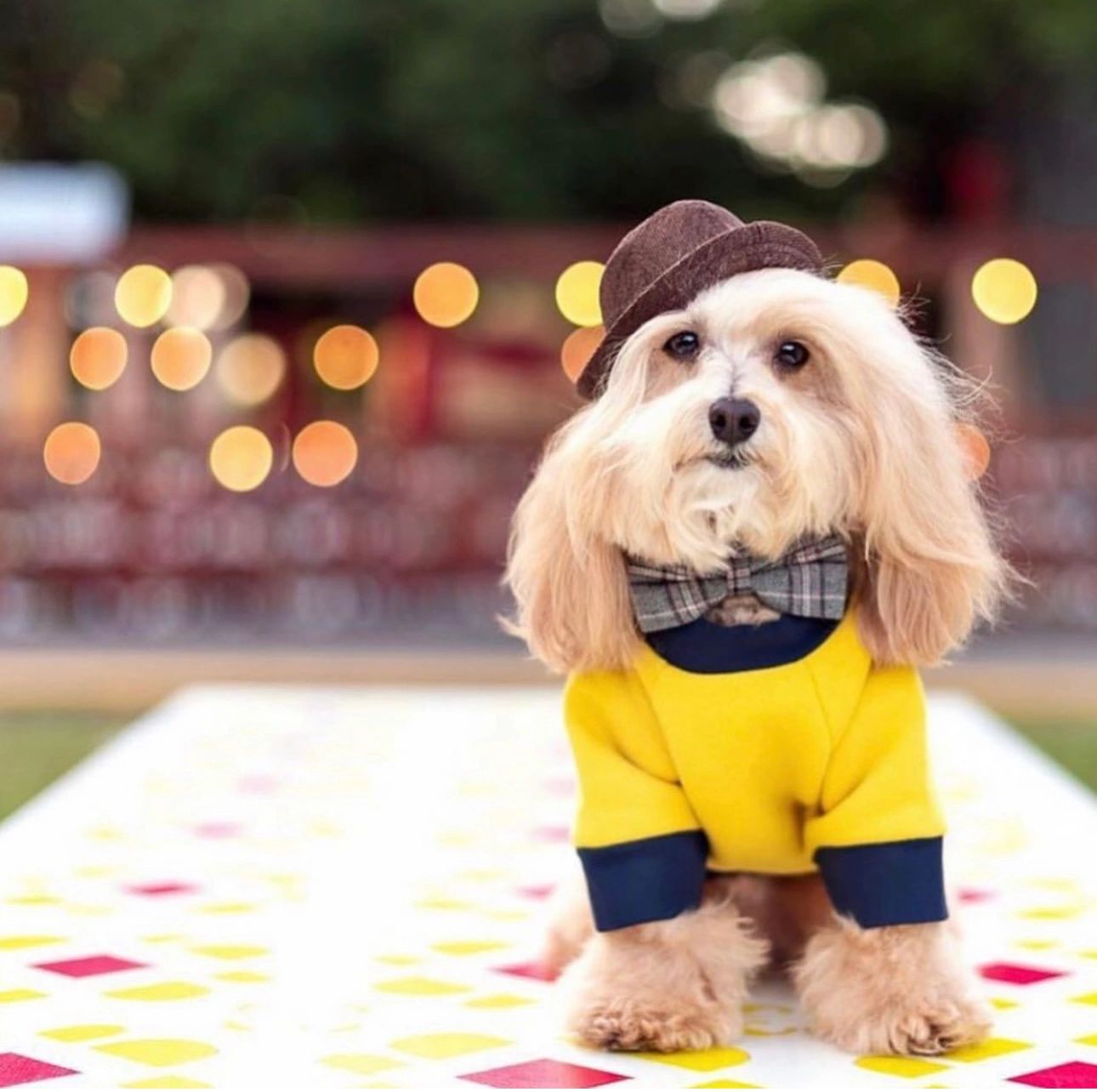 A small dog dressed in a yellow sweater, plaid bow tie, and brown hat.