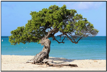The famous trees of Aruba.