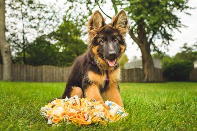 German Shepherd Puppy with Snuffle Mat