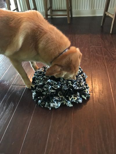 dog with snuffle mat