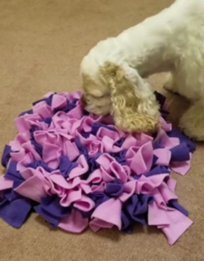 Springer Spaniel with snuffle mat