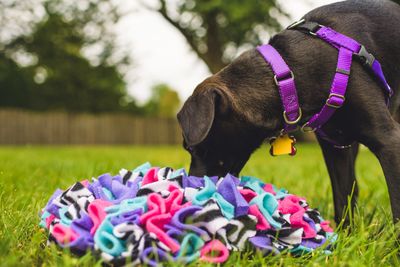 Puppy with snuffle mat