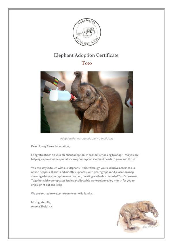 Toto Adoption Cert