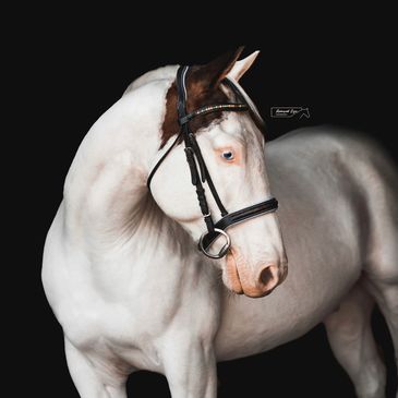 Aries is a 7 year old cremello quarterhorse gelding.  Aries, also known as "Truly A Warrior", is def