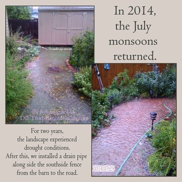 Garden path flooded with small barn at end and plants on both sides. Problem fixed with drain pipe.