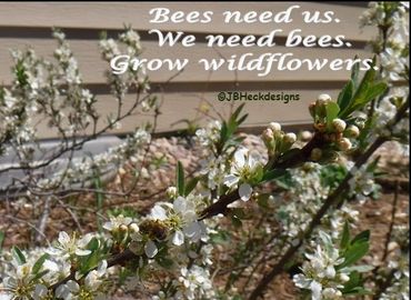 Sand cherry bush blooming in backyard with bees pollinating.