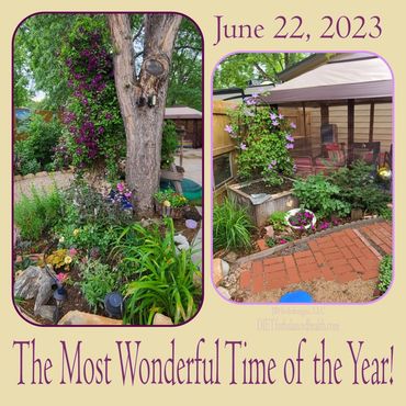 Purple vine with colorful flowers n tree. Violet clematis vine with pink flowers and screened tent.