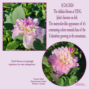 Shades of white, pink and purple expressed as Dahlia blooms with text.