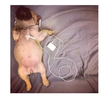 Pug puppy lying on back with earphones in, relaxing on a bed.
