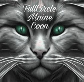FullCircle Maine Coon 
