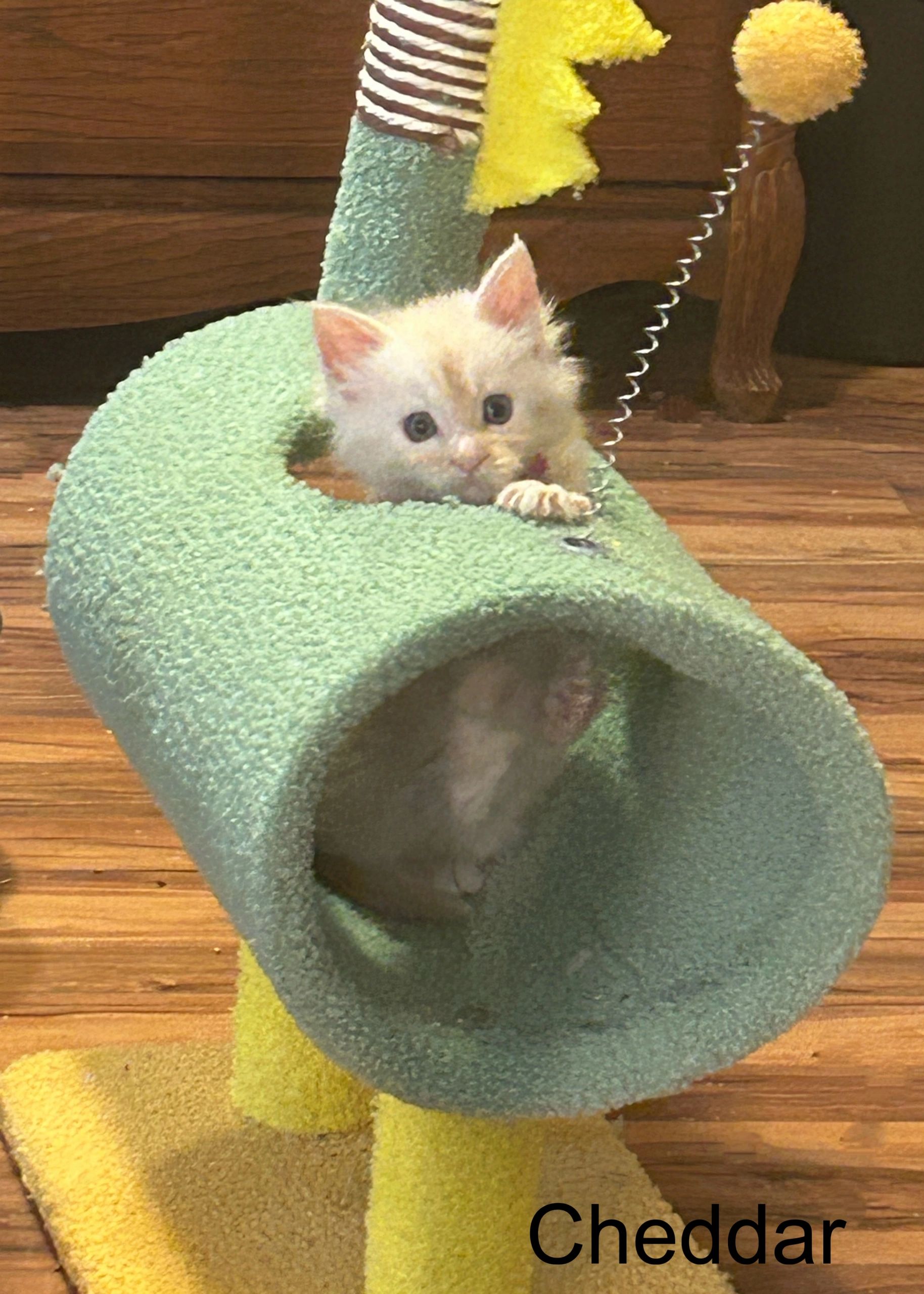Cheddar is a male red high smoke male and is available. Contact for more information