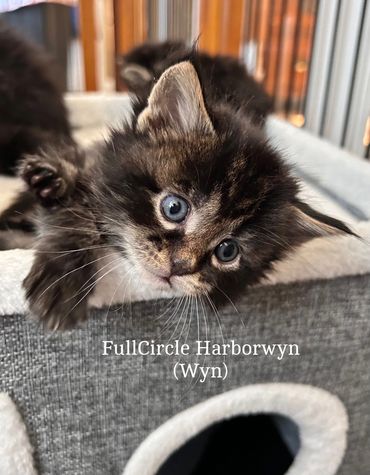 FullCircle Harborwyn is a brown (black) tabby.