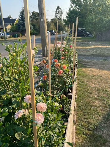 Dahlias staked in a wooden garden box.
