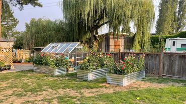 Greenhouse with garden boxes of dahlias