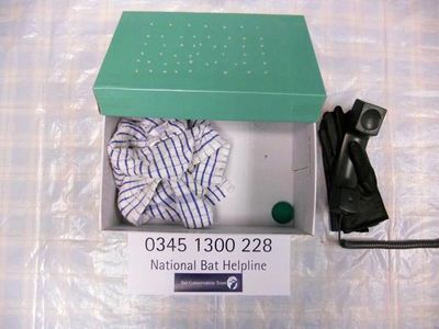 Bat conservation Trust - National Bat Helpline