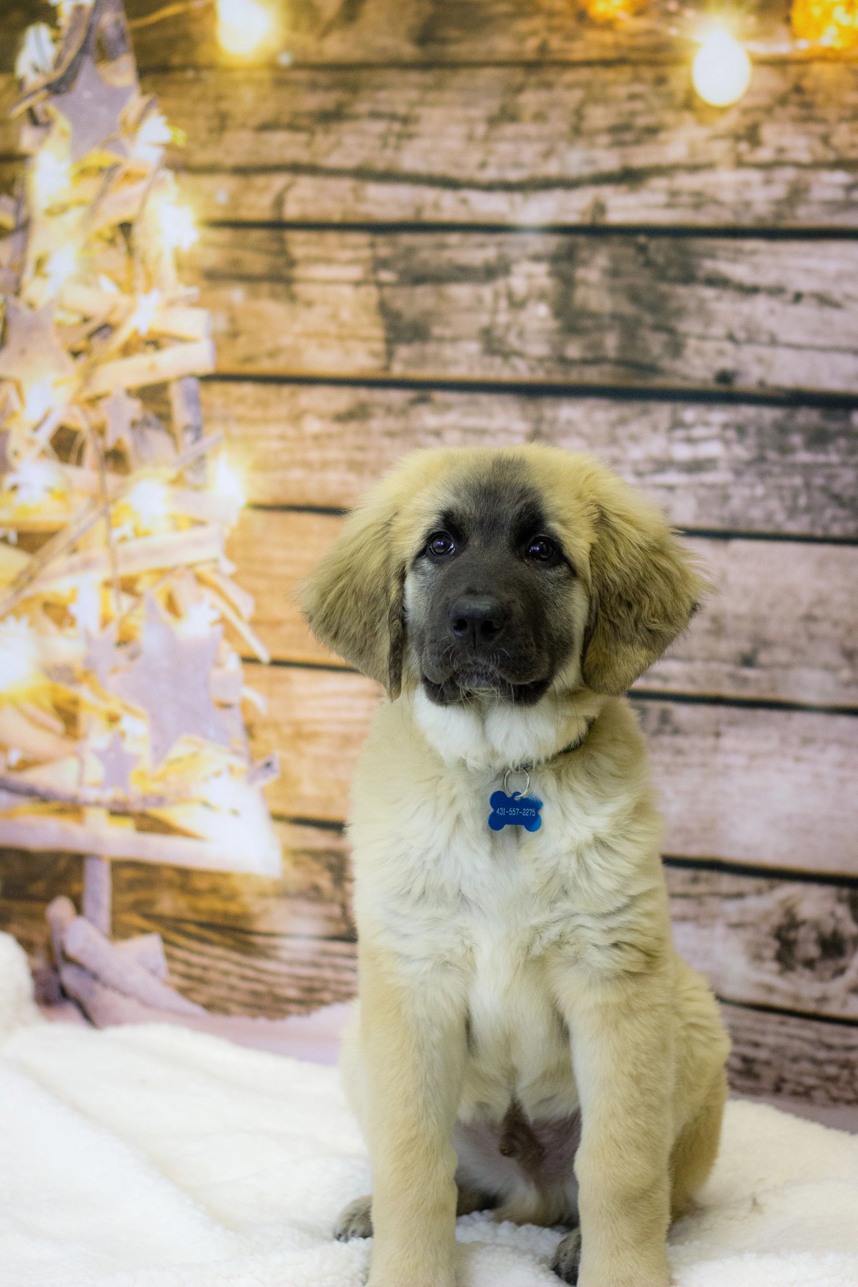 Grooming | Dapper Dogs