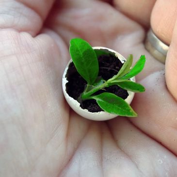 Person holding a small plant bud in a small egg-shaped porcelain cup with dirt.