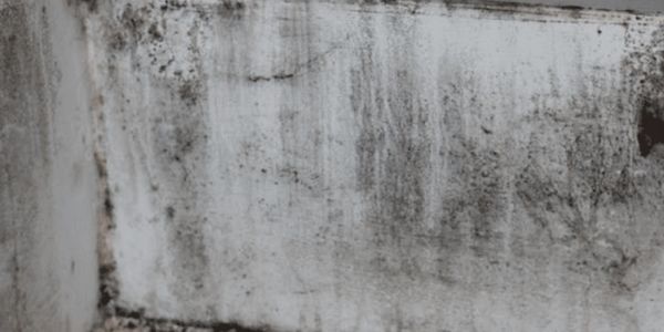 Black mould in an attic