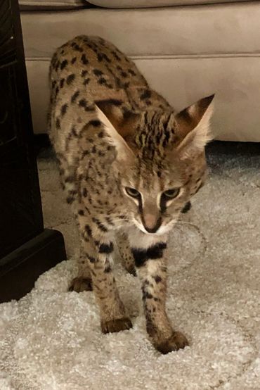 Savannah cats for sale