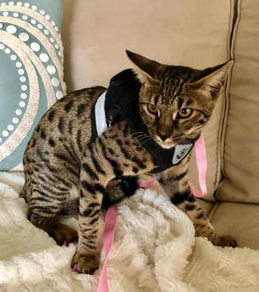 Savannah cats for sale in Ca.