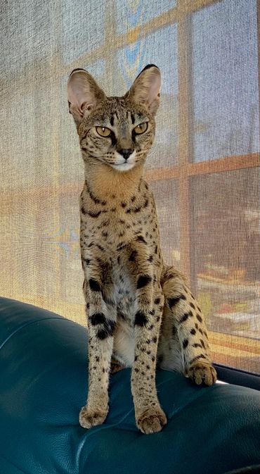Savannah cats for sale