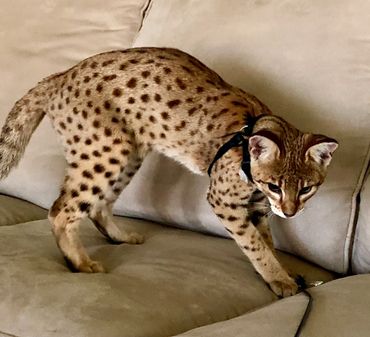 Savannah cats for sale