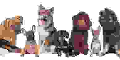 Puppy School
Puppy Training
Puppy
Puppies