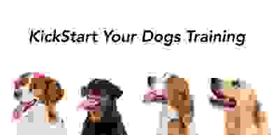 Any type of dog or Breed for Boot Camp Training