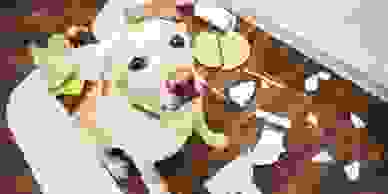 Does your dog distroy thing around your home