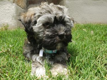 Stella when she was a puppy.