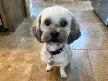 Stella fresh from the groomer.