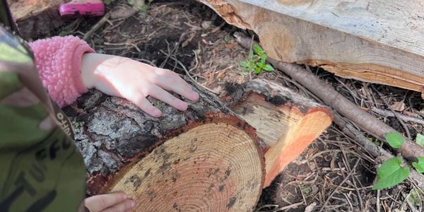 Child's hands touching a freshly cut tree log outdoors.