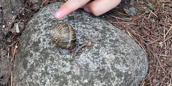 A snail on a rock with a finger pointing at it.