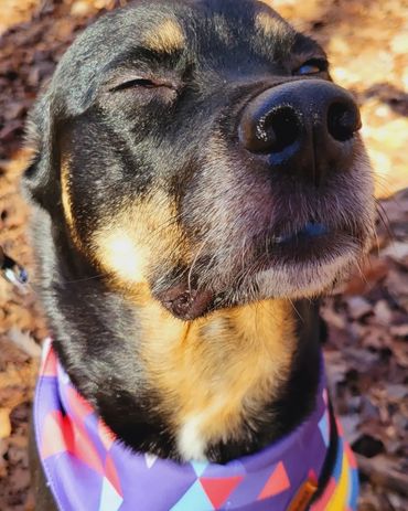 Dog Mom, dogs help our moods everyday