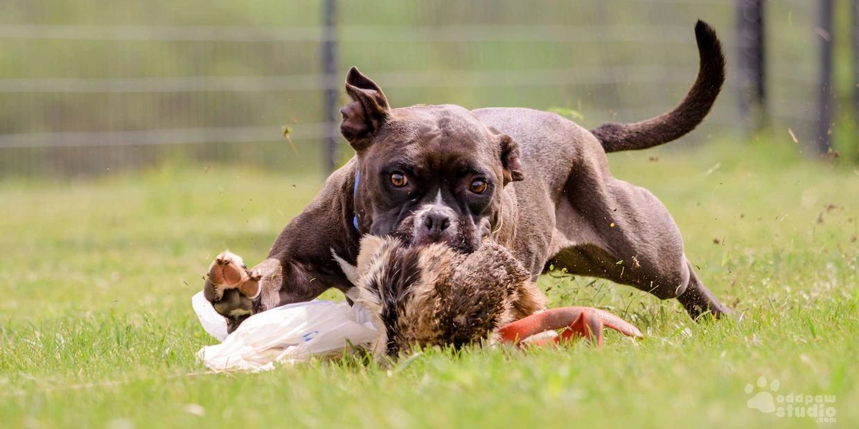 Dog playing with a toy outdoors.