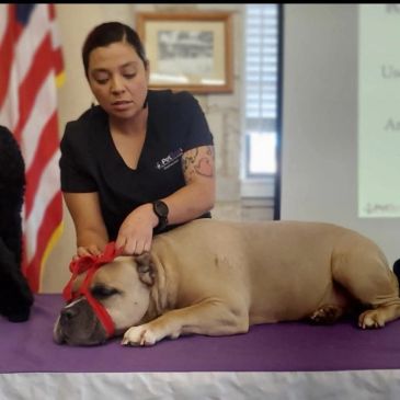 A woman tending to a dog on a table with a red ribbon.