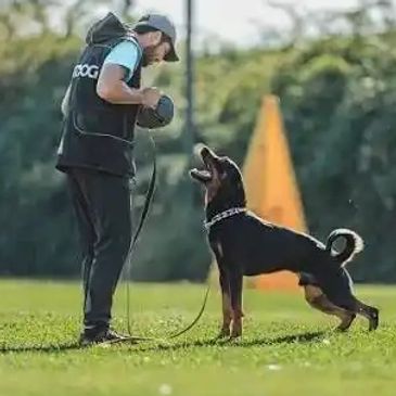 Man training a dog outdoors on grass.
