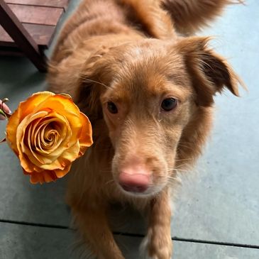 A brown dog curiously looking at an orange rose.