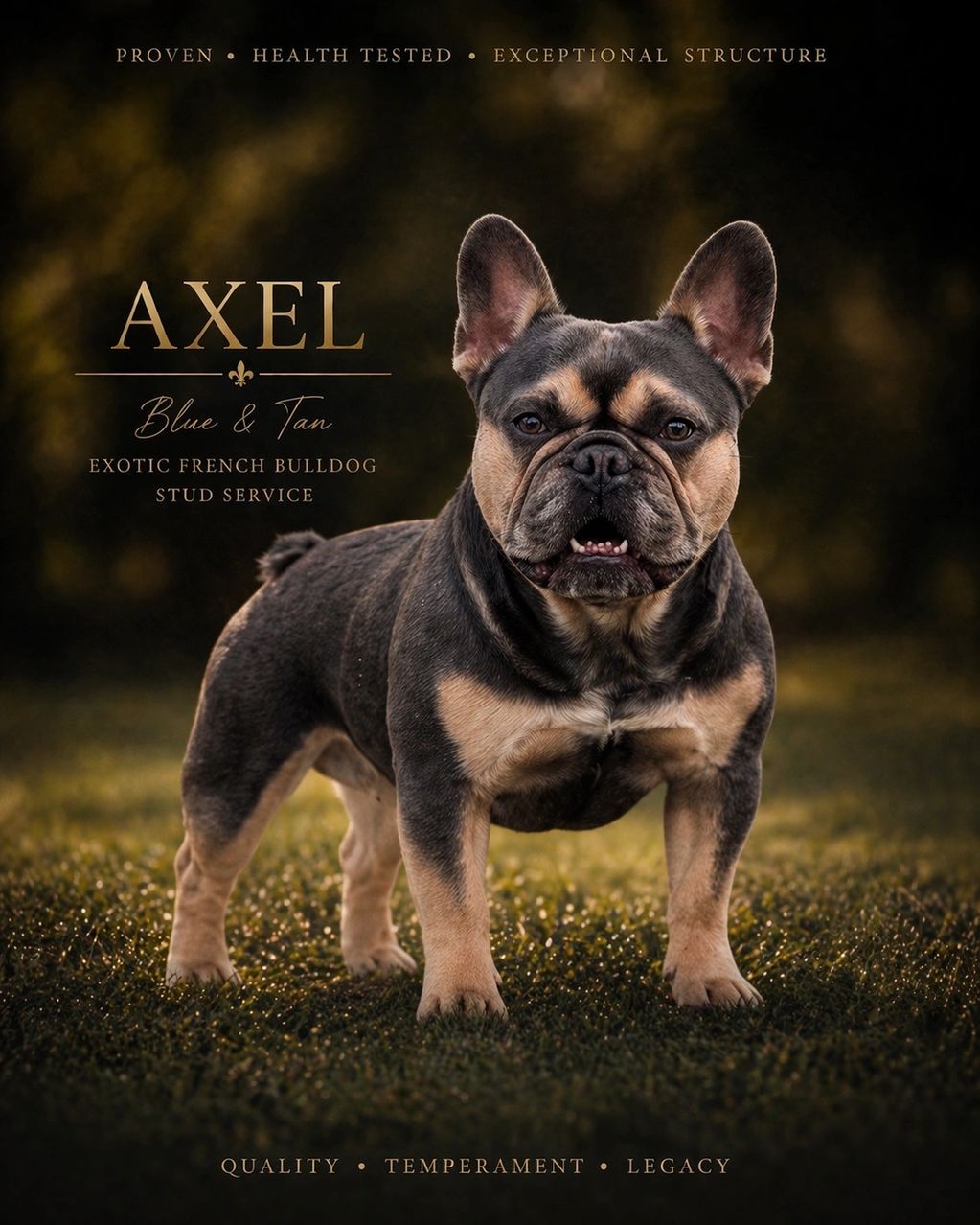 Blue and tan French Bulldog named Axel, standing proudly outdoors.