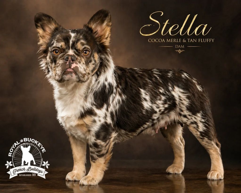 Stella, a cocoa merle and tan fluffy French Bulldog, standing against a brown backdrop.