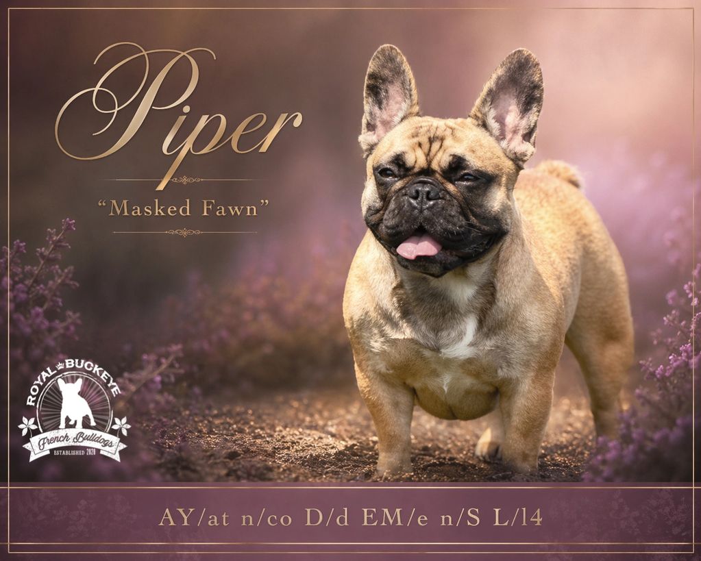 Piper, a fawn French Bulldog, posing proudly with a floral background.