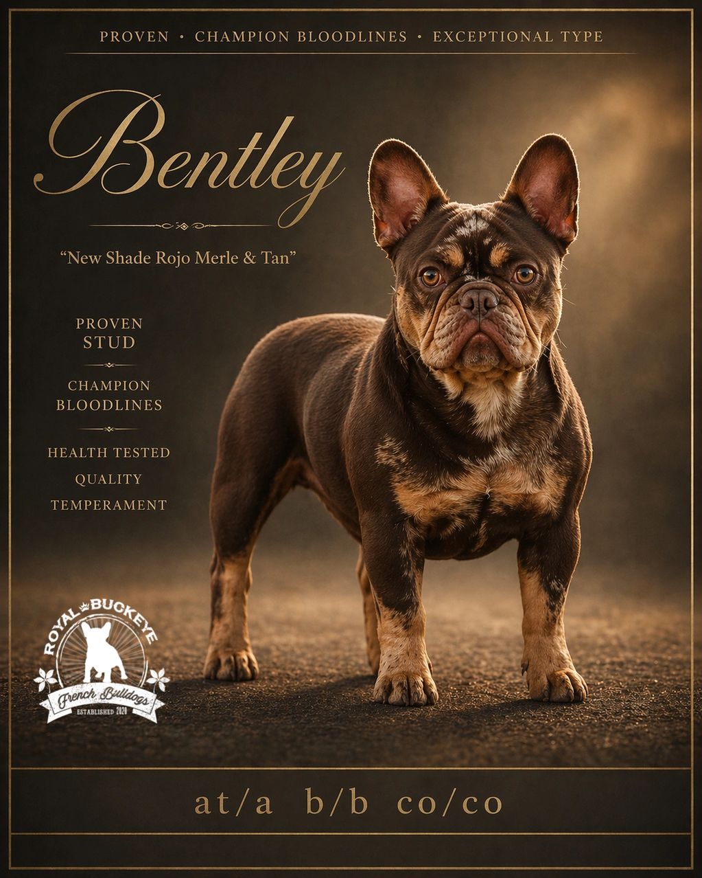 Portrait of Bentley, a champion French Bulldog with Rojo Merle & Tan coloring.