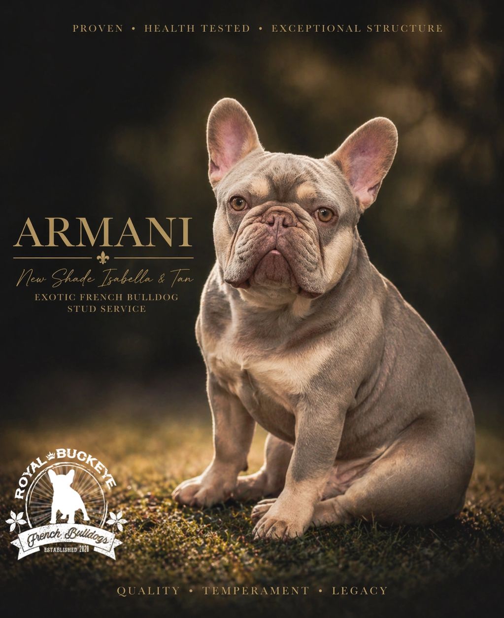 Elegant French Bulldog named Armani with a new shade of Isabella & Tan.
