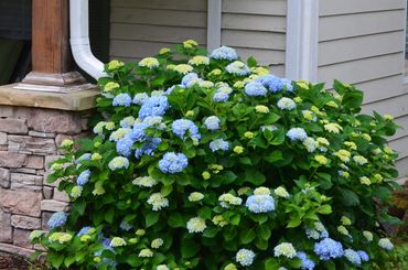 A lush hydrangea bush with blue and pale yellow flowers near a porch.