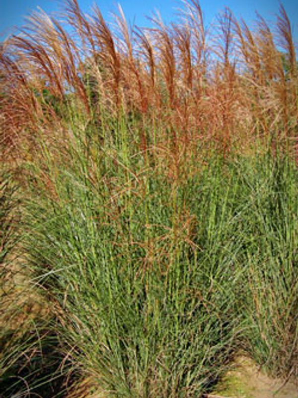 Scout Maiden Grass