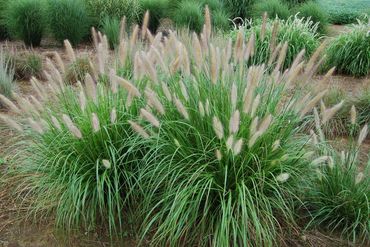 Dense ornamental grass clumps with fluffy flower spikes in a garden setting.