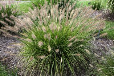 A lush green ornamental grass plant with fluffy seed heads in a garden bed.