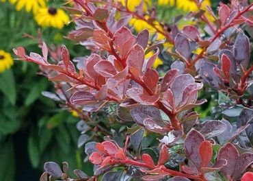 Close-up of red and purple leaves with yellow flowers blurred in the background.