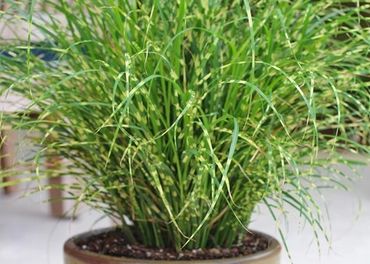 A potted green plant with long, slender leaves and small buds.