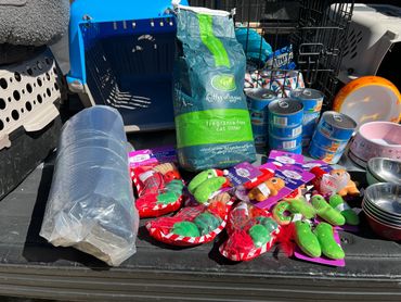 Cat supplies including litter, toys, food, and carriers are arranged outdoors.